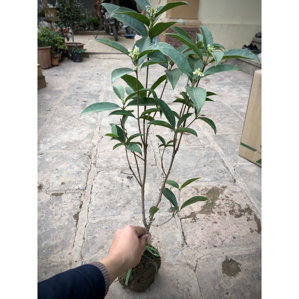 Cây mộc hương ta hoa thơm - THẾ GIỚI HOA CÂY CẢNH - cao 60cm  - hàng mới về số lượng có hạn.
