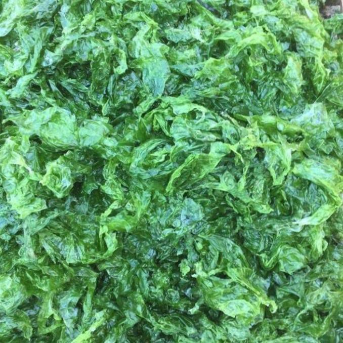 Bột Rong Biển Xanh Tái Tạo Da