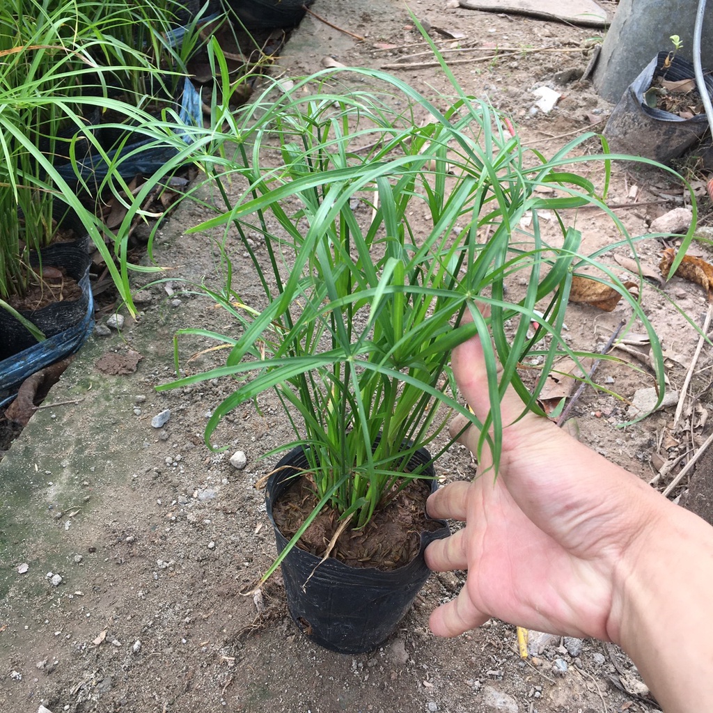 Cây THUỶ TRÚC Chiều Cao 25cm Thích Hợp Trang Trí Sân Vườn,Bể Thuỷ Sinh