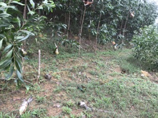 Lưới tàn hình thái lan bẫy chim