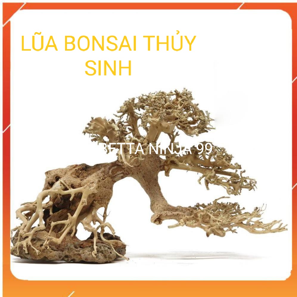 Lũa Bonsai Mini Trang Trí Bể Cá - Bể Thủy Sinh ( Kích thước : từ 20cm - 50cm )