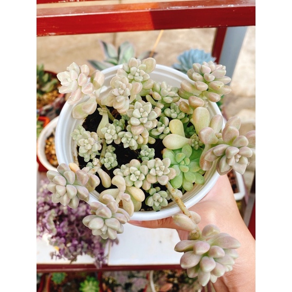 Sen đá kim tuyến SAM garden size trung, khỏe đẹp lỗi 1 đổi 1[FREE SHIP]