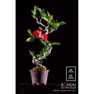CÂY HOA ĐÀO ĐỎ NHẬT BẢN