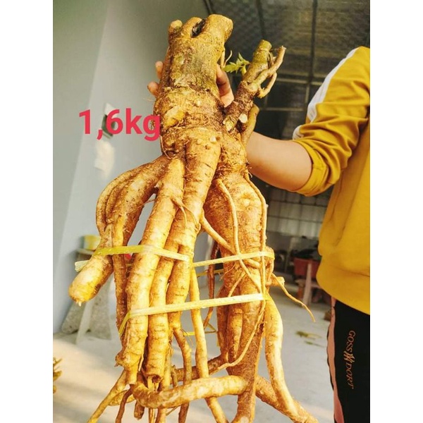 Chuẩn bồn đinh lăng nếp bắc lá nhỏ,hàng nguyên bản 1kg,2kg,3kg...10kg..