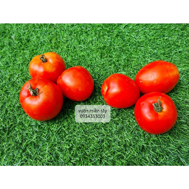 Cà Chua Đà Lạt - 500g, 1kg