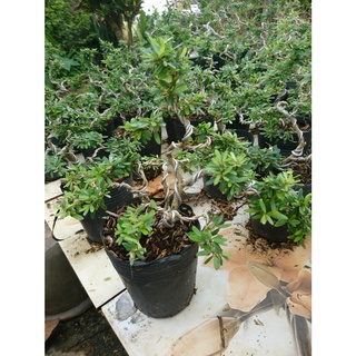 (GIẢM GIÁ) Cây LINH SÂM bonsai mini