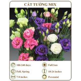 Hạt giống cát tường mix - THE XANH