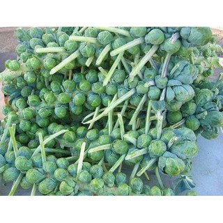 Hạt giống Bắp Cải Tí Hon Xanh (Cải Bắp Mini xanh) nhập nguyên gói Thái Lan