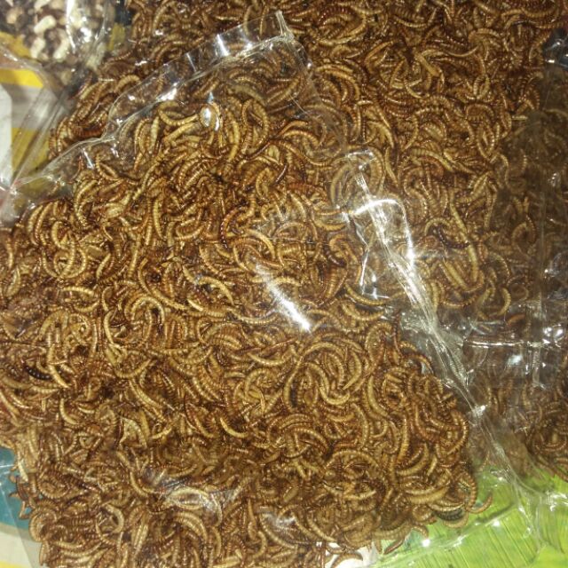 Sâu mini rang Cho hamster nhím sóc