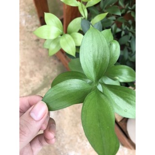 Chậu cứng lá chanh nguyệt quế Hà Lan