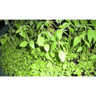 HẠT GIỐNG HẠT CHIA ÚC - 1,5Gram/ gói (~ 1000 hạt)