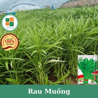 Hạt giống rau muống lá tre siêu ngọn