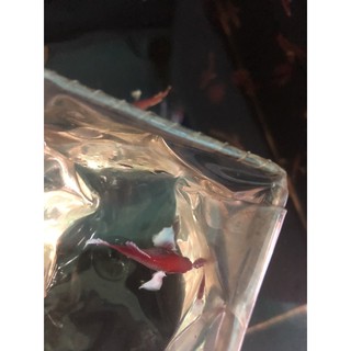 BETTA MÁIDUMBO LAVENDER