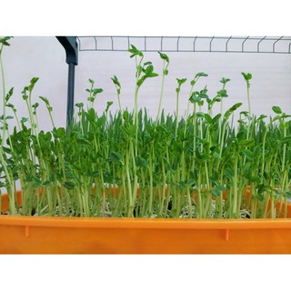 Hạt giống Rau mầm thảo dược Methi
