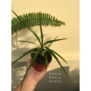 Cây Lá Dứa Hương ( Lá nếp )