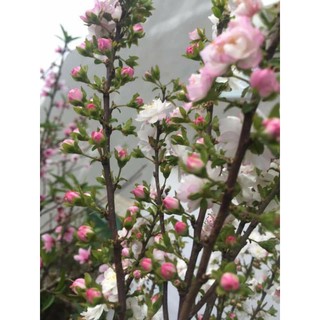 Mua com bo 20 cây nhất chi mai(Hoa Mai trắng.  co 2 màu  trắng.hồng trên 1 cây