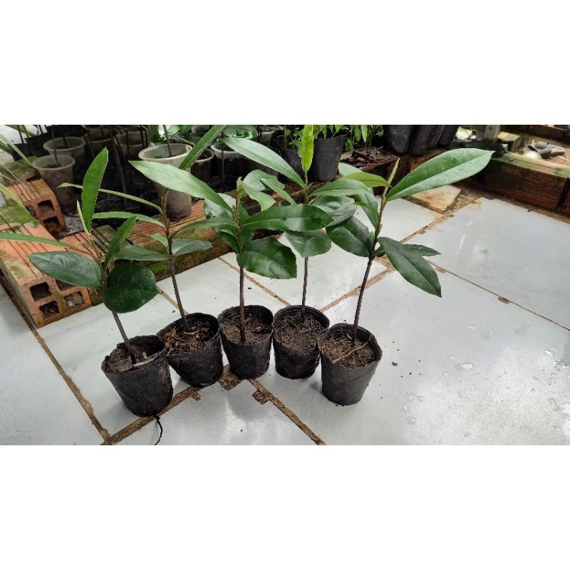 Combo 3 cây giống hồng nhung 5 lá
