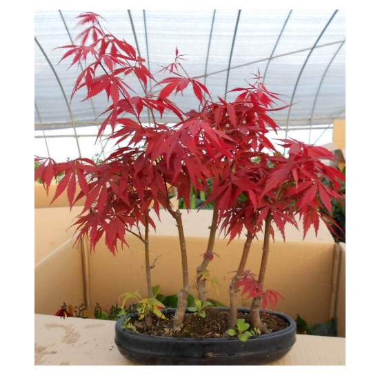 Hạt giống Lá phong đỏ-5 hạt