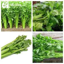 1 LẠNG HẠT GIỐNG RAU CẦN TÂY