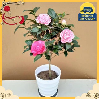 Hạt Giống Hoa Trà Mi