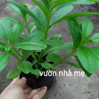 Cây sâm đất ( thổ sâm )