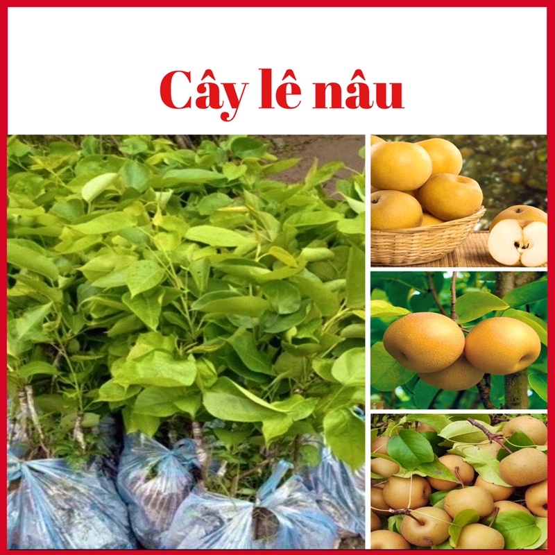 Cây lê nâu Hà Giang cao 70-90 cm