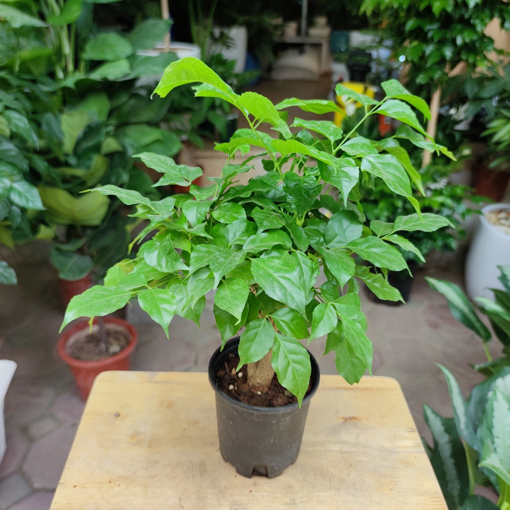 Cây hanh phúc thân gỗ để bàn cực xinh. cây nội thất văn phòng cao 30cm