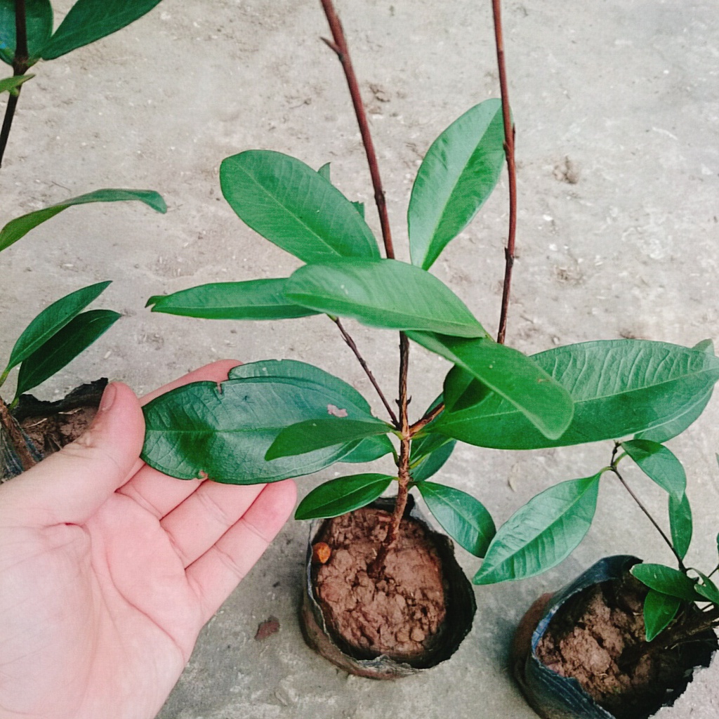 Cây Cherry Brazil - cây ăn quả - caykiengsadec