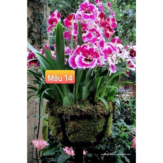 Hoa Lan vũ nữ HOA TẾT kèm phân