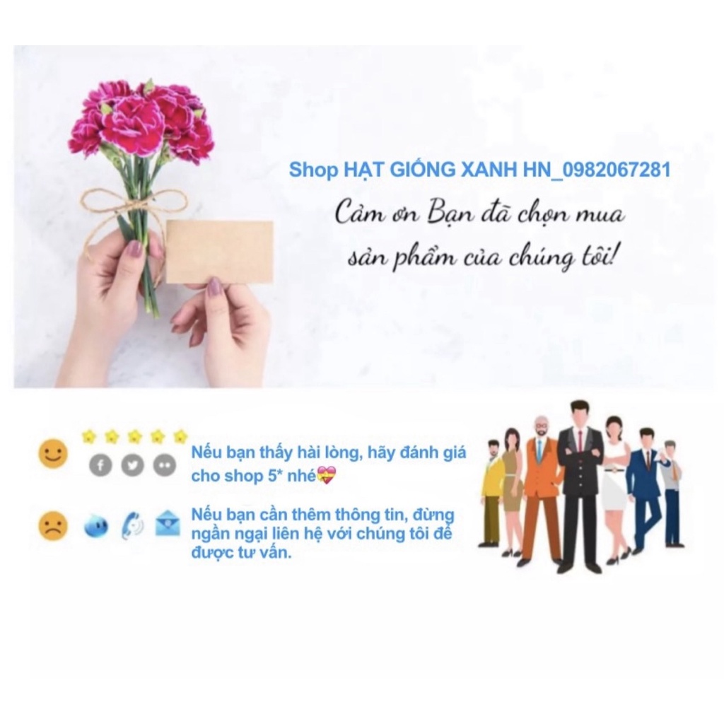3 gói Hạt giống rau muống nước chùm siêu ngọn thái lan trồng, loại rau củ quả bốn mùa