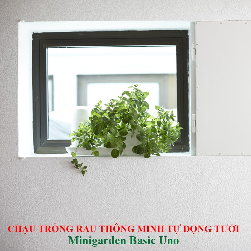 BỘ CHẬU TRỒNG RAU TỰ ĐỘNG TƯỚI THÔNG MINH MINIGARDEN BASIC UNO, PHONG CÁCH CHÂU ÂU, BẢO HÀNH 10 NĂM