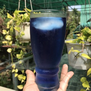 [Nhà trồng] Hoa đậu biếc khô