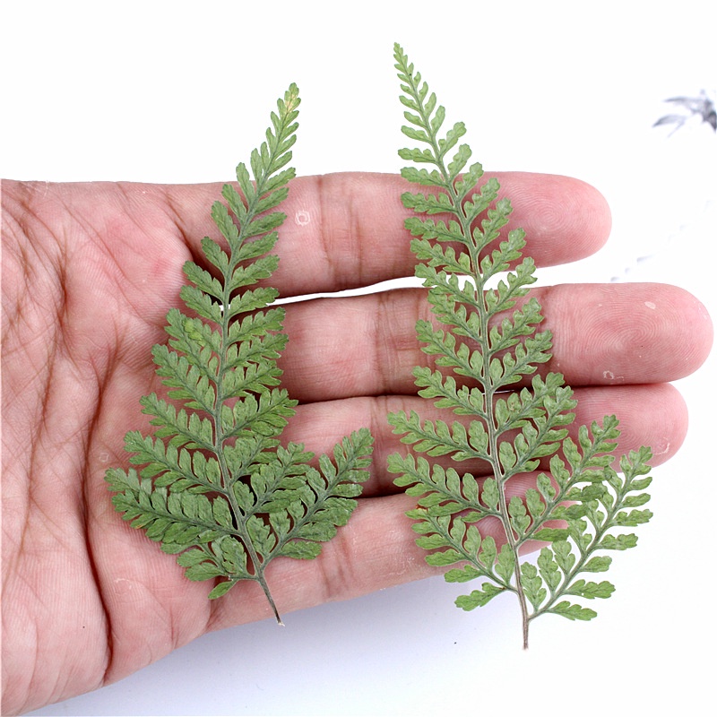 Cây Dương Xỉ Giả Cắm Hoa Khô Trang Trí Để Bàn