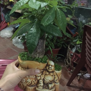 Kim ngân phật nhỏ