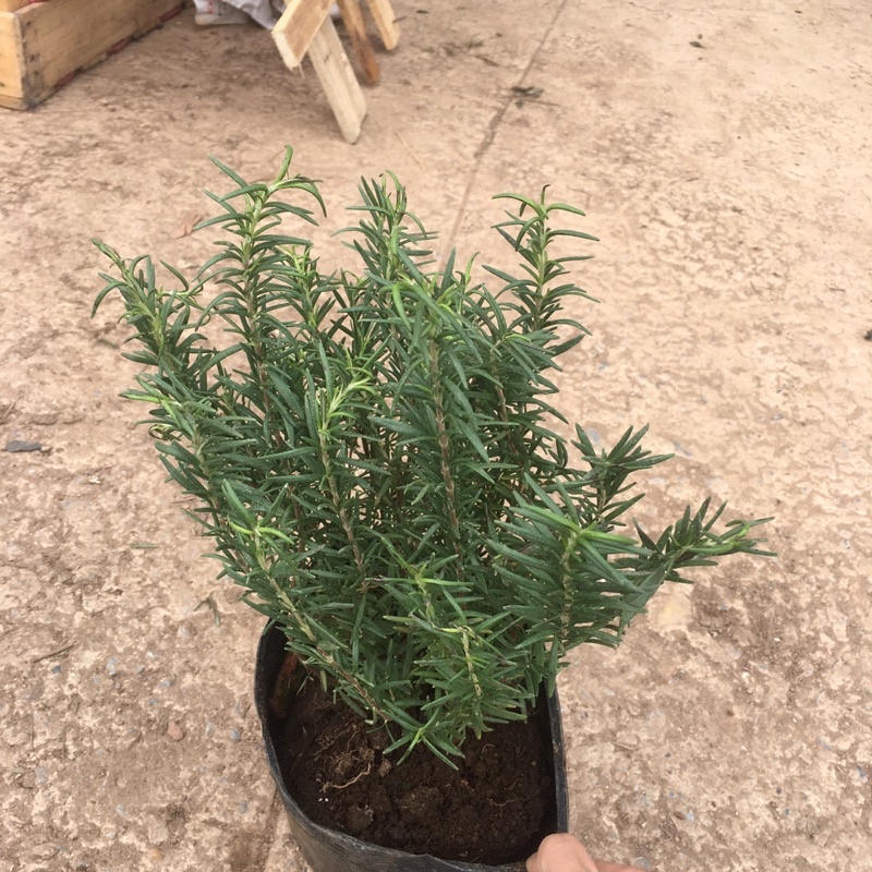 Cây Hương Thảo(Rosemary) Tán Xum,Cao,Hương Thơm Dễ Chịu,Xua Đuổi Côn Trùng (ẢNH THẬT)