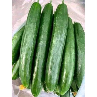 [ Big Sale ] DƯA CHUỘT NHẬT HẠT LÉP F1