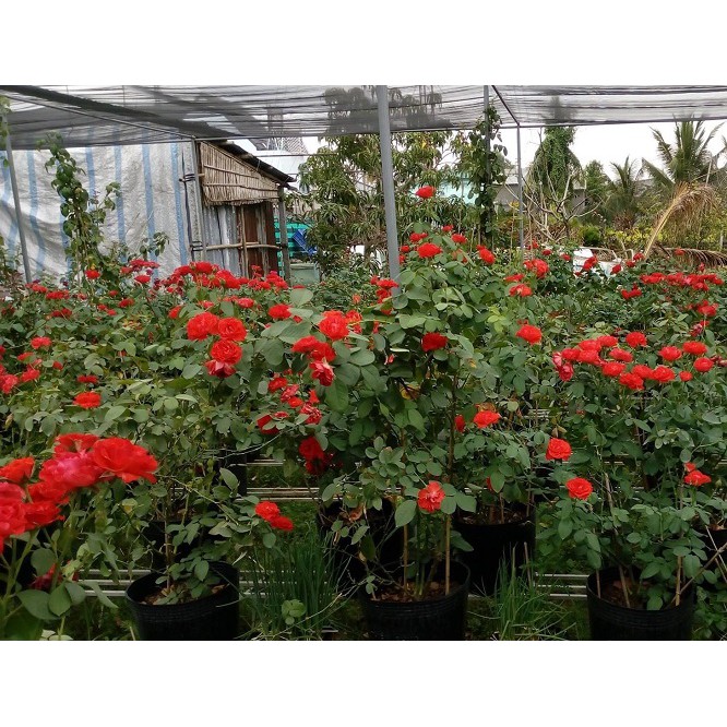 Hồng tố nữ chậu size C10 - Vựa Kiểng Sa Đéc - VuasKiengSaDec