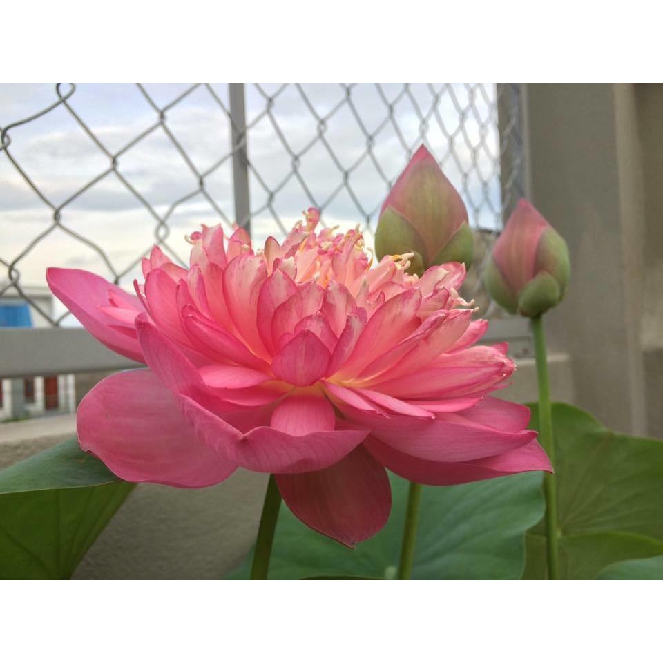 10 HẠT GIỐNG SEN BÁCH DIỆP