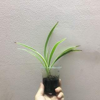 Cây giống cỏ lan chi 🪴 diemdo157