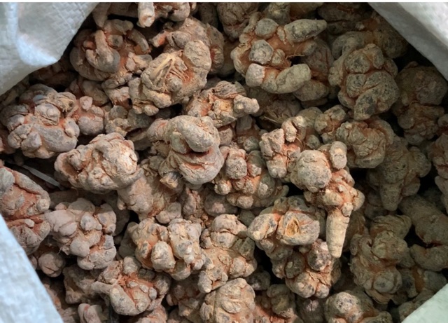 Củ tam thất Bắc 100G củ tam thất khô, thơm, hàng chuẩn Tây Bắc đủ loại-Dược Liệu Quý