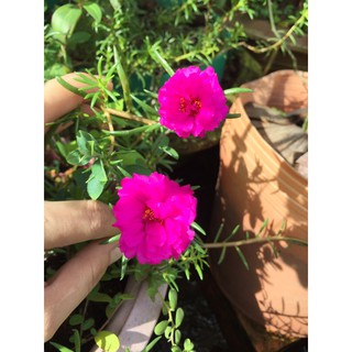 Chậu hoa 10 giờ mix nhiều màu