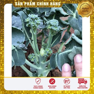 Hạt Giống Súp Lơ Mini LUCKYSEEDS