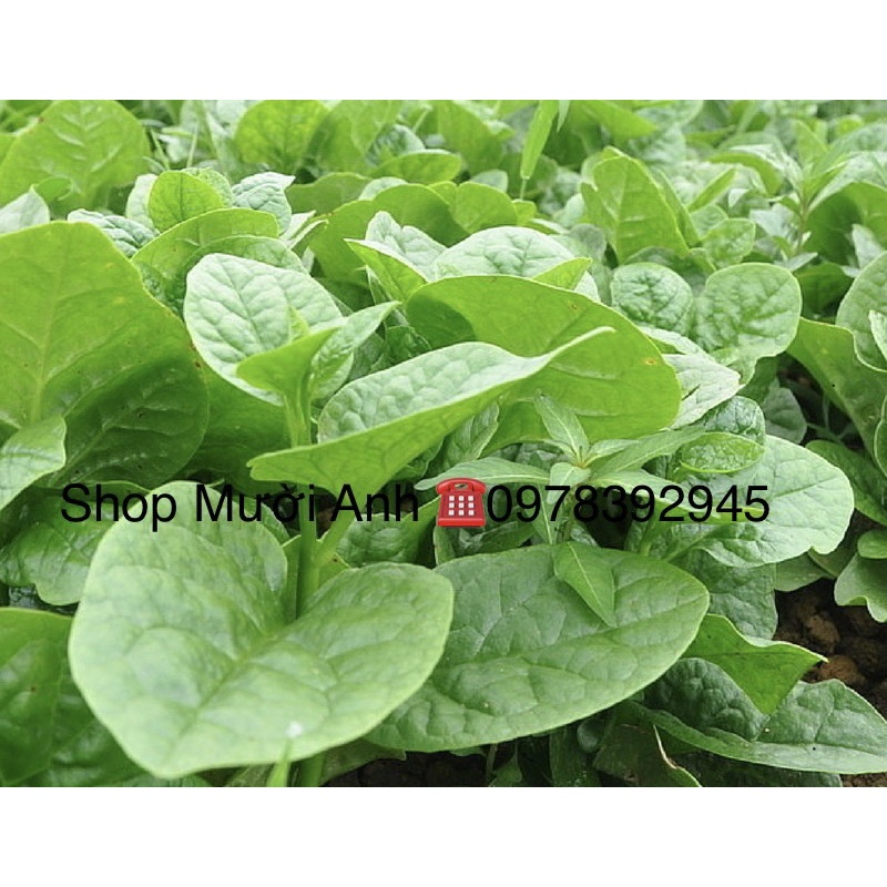 Hạt giống mồng tơi cao sản, hạt giống mùng tơi, hạt giống mồng tơi