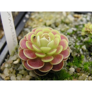 Cây bắt mồi cỏ bơ Pinguicula Jaumavensis chuyên bắt côn trùng