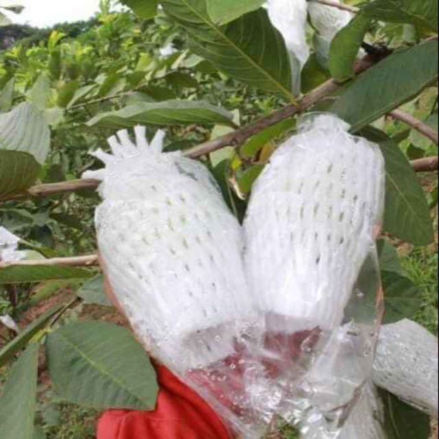 Túi xốp bọc ổi 2kg ( chun+xốp+ túi bóng lồng sẵn)