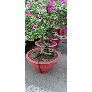 Hoa Giấy Cẩm Thạch