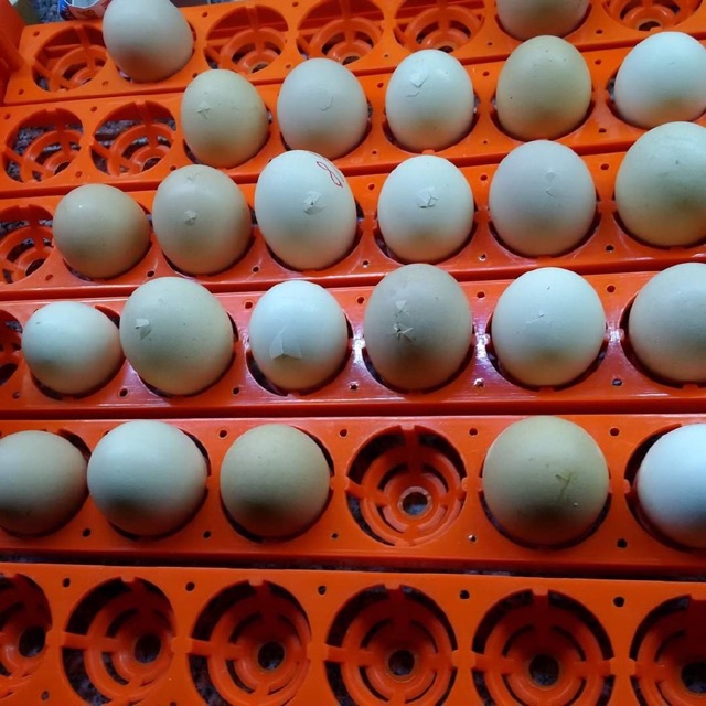 Combo 10 trứng gà giặc mỹ ấp nở con giống