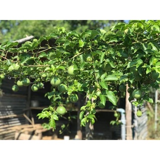 Chanh dây tím ngọt - Cây giống chanh dây cao 15-25cm