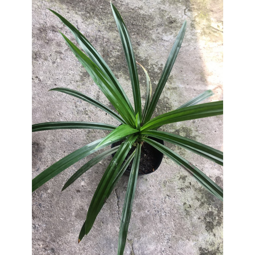 Cây lá dứa giống
