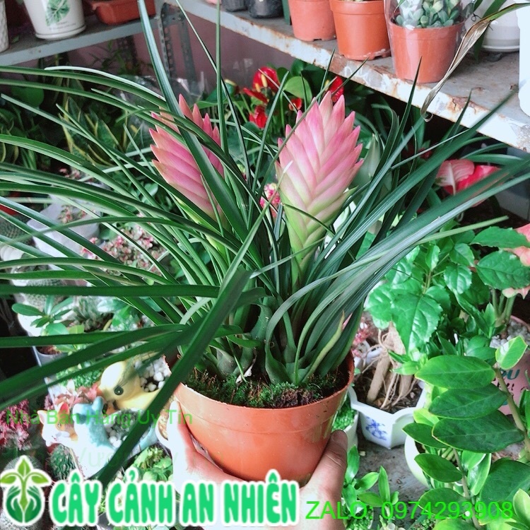 Thẻ Bài Hồng Hàng Đẹp Bán Chạy